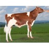 Semen Holstein Rojo: GOLDWYN